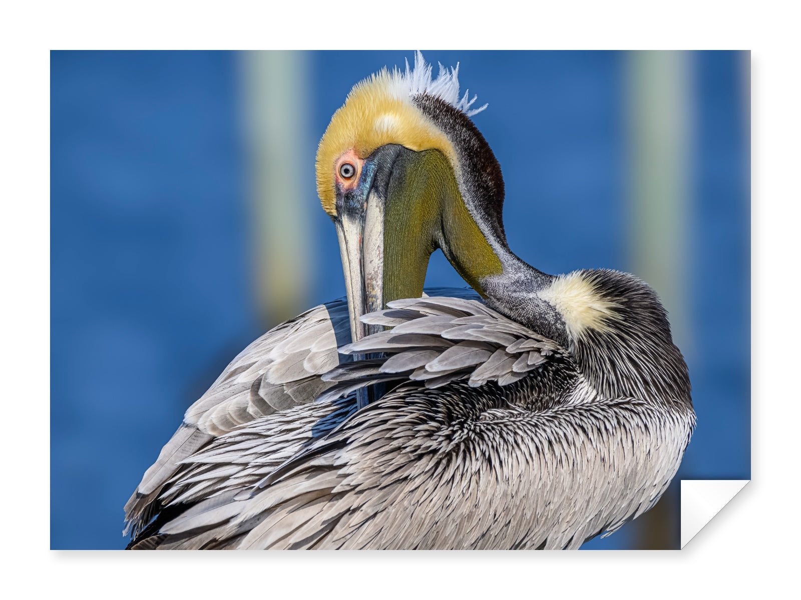 Preening Pelican printed on fine art paper.