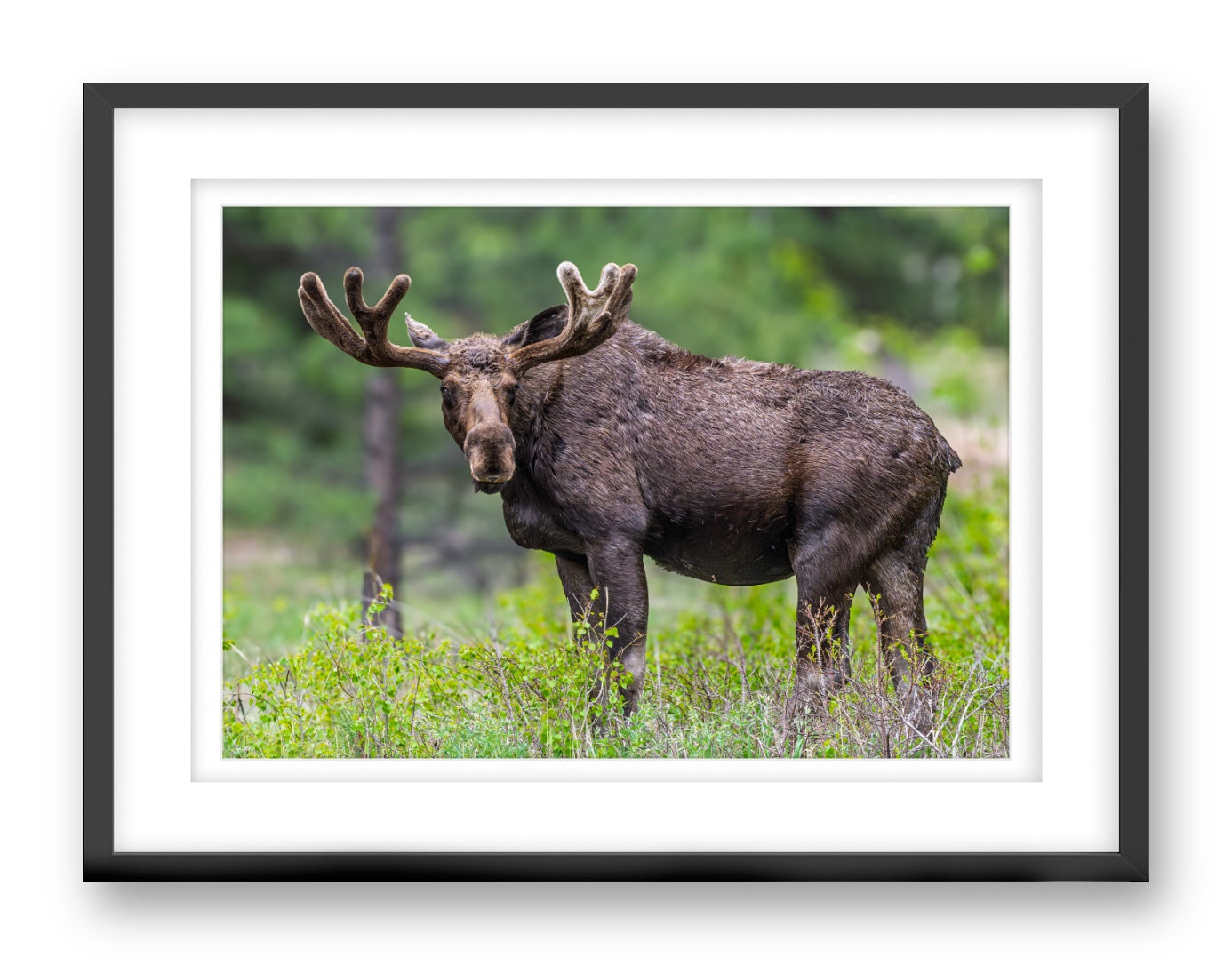 Moose in the Rockies printed on fine art paper, framed on a black frame and matted.
