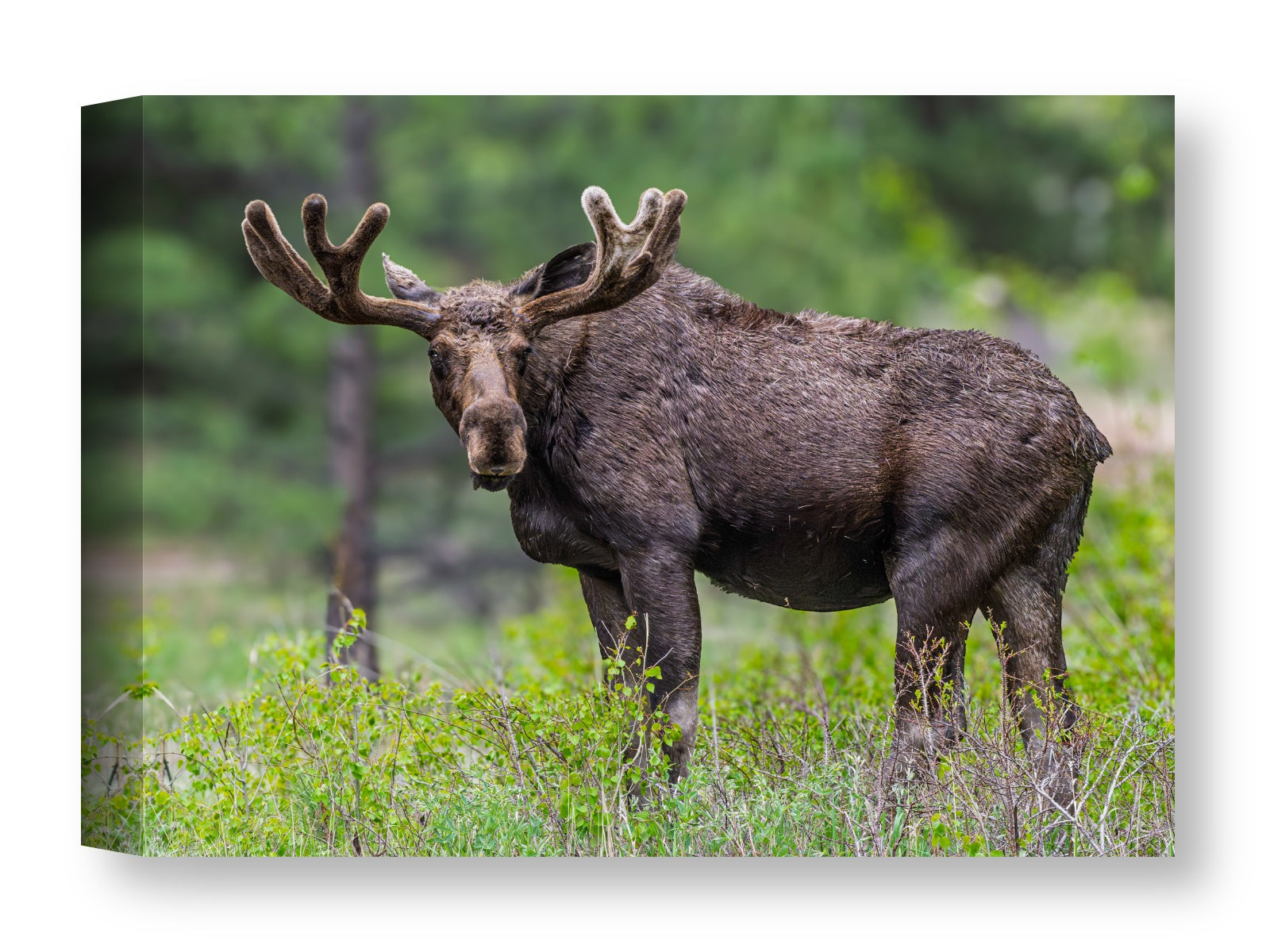 Moose in the Rockies printed on water resistant canvas wrapped on a wood frame