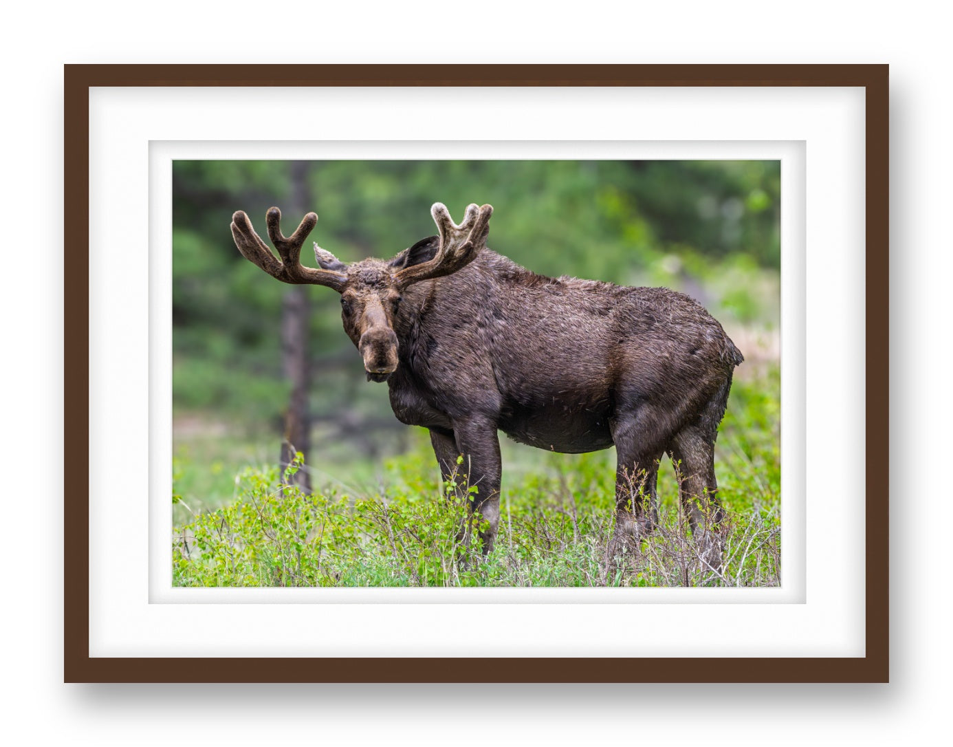 Moose in the Rockies printed on fine art paper, framed on a espresso frame and matted.