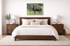 Moose in the Rockies printed on aluminum metal with wall anchors. Hung on a bedroom wall.