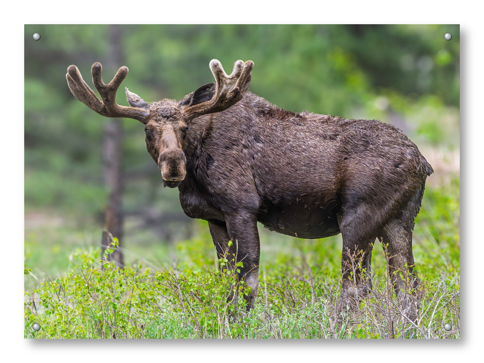 Moose in the Rockies printed on aluminum metal with wall anchors.