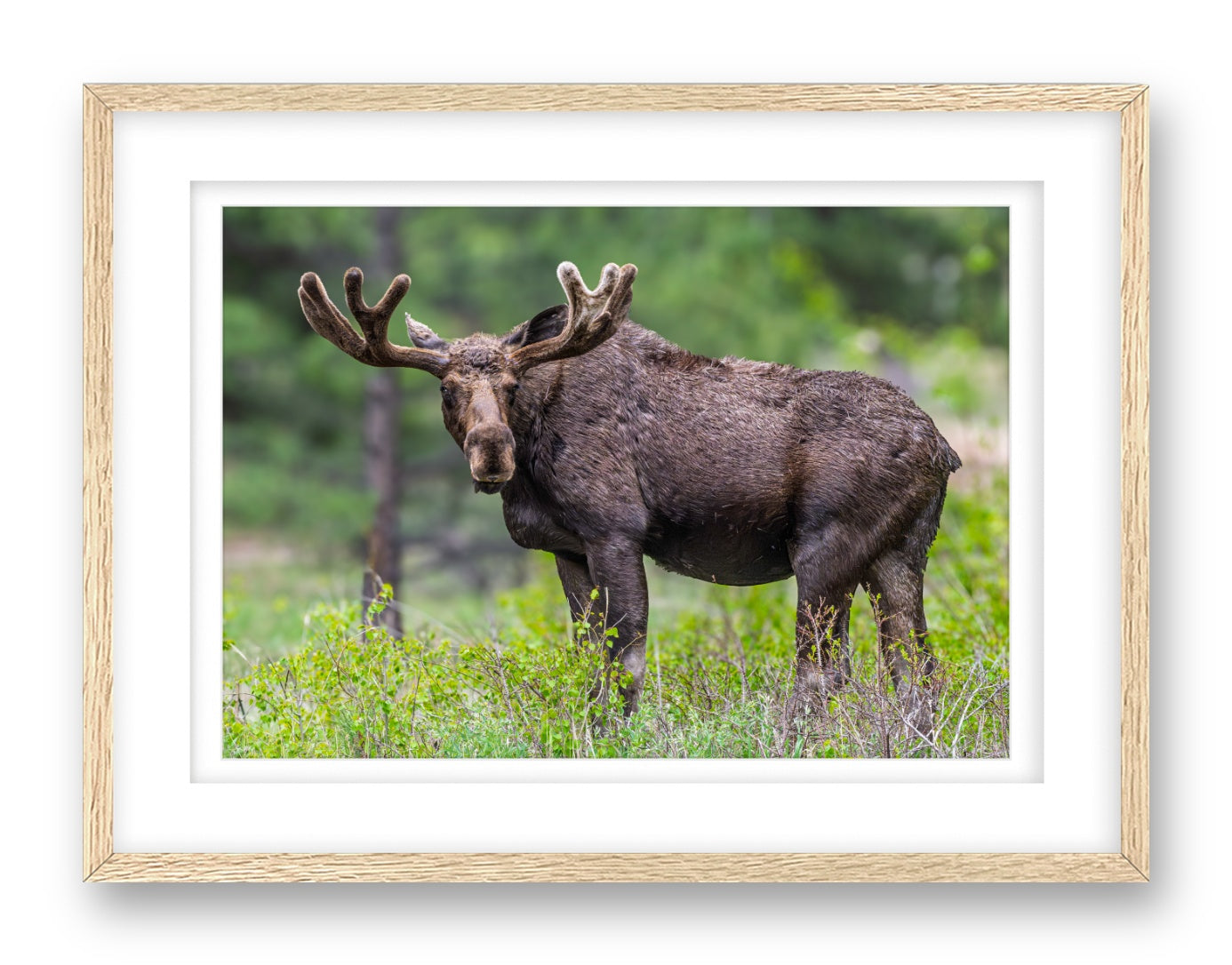 Moose in the Rockies printed on fine art paper, framed on a oak frame and matted.
