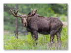 Moose in the Rockies printed on water resistant canvas and mounted on a waterproof frame.