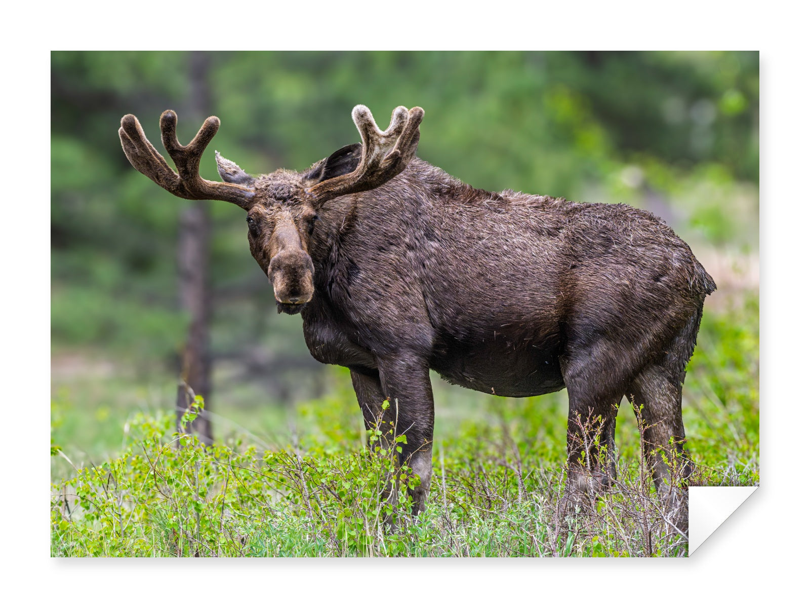 Moose in the Rockies printed on fine art paper.