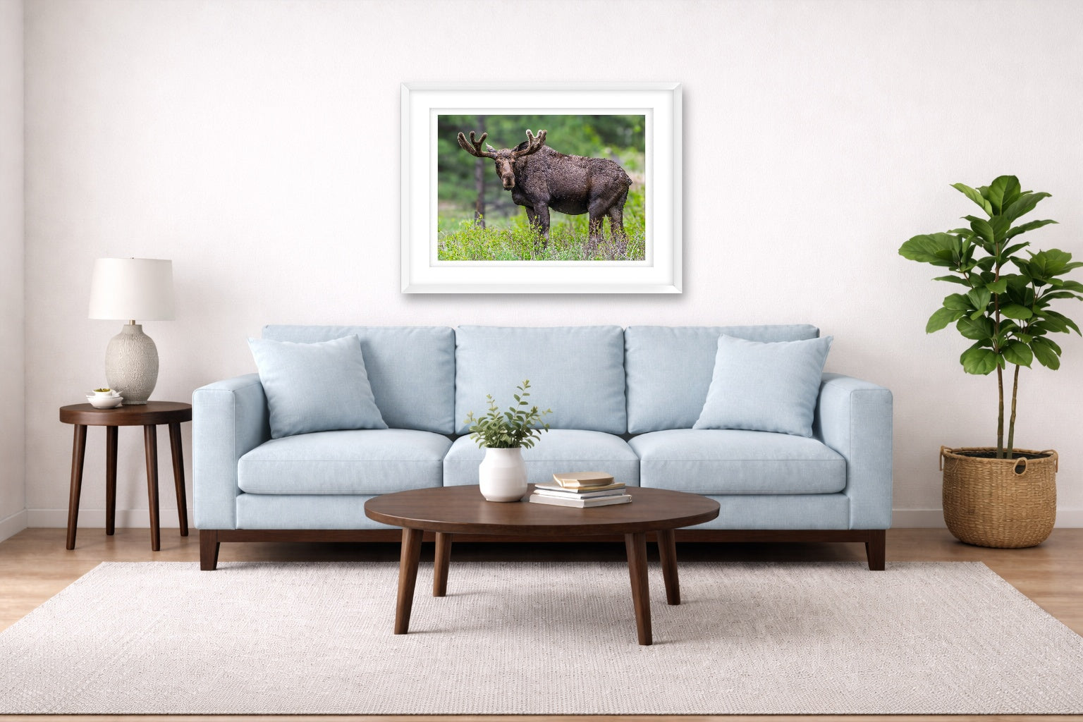 Moose in the Rockies printed on fine art paper, framed on a white frame and matted. Hung on a living room wall.