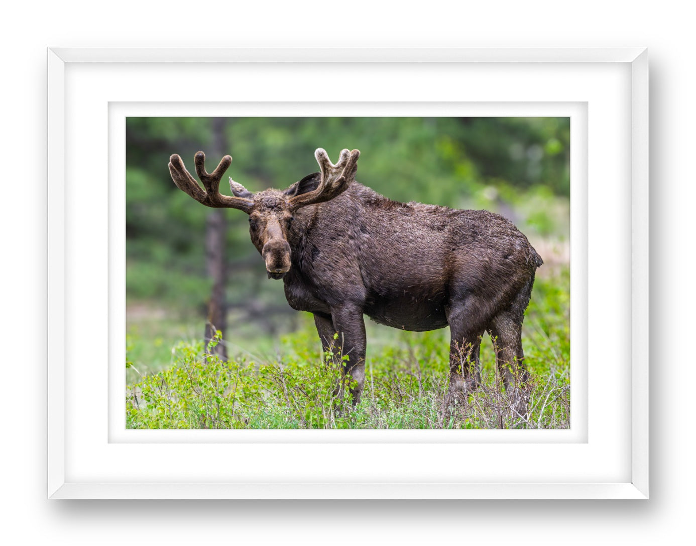 Moose in the Rockies printed on fine art paper, framed on a white frame and matted.