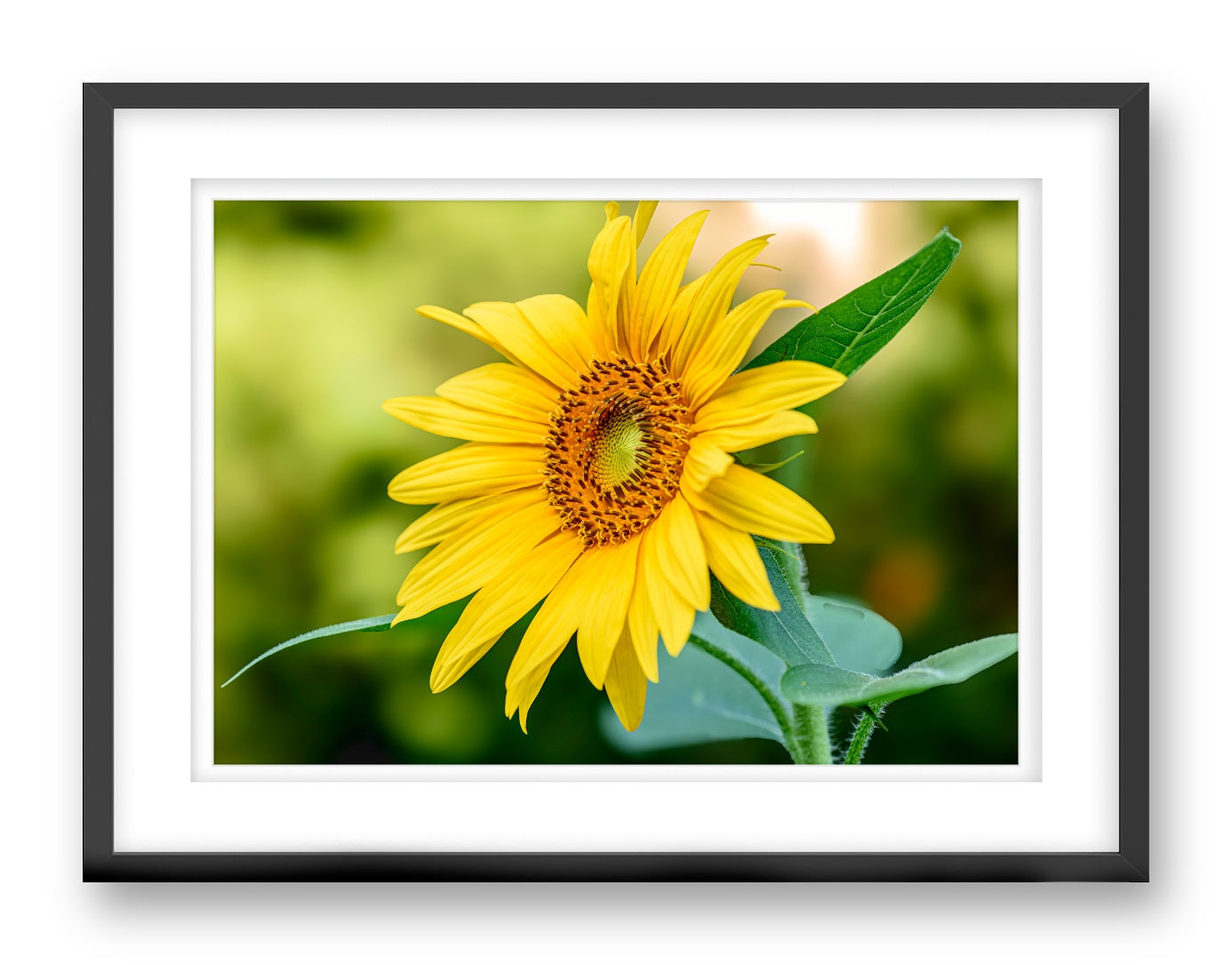 Petals of Gold printed on fine art paper, framed on a black frame and matted.
