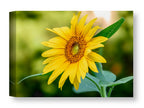 Petals of Gold - Sunflower printed on water resistant canvas wrapped on a wood frame