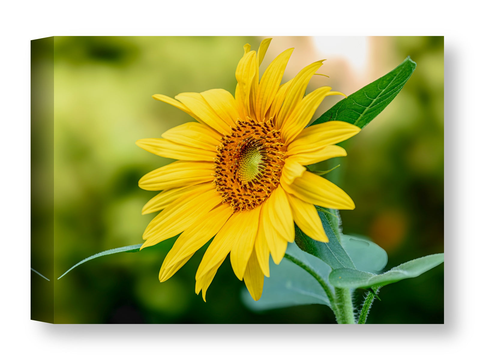 Petals of Gold printed on water resistant canvas wrapped on a wood frame