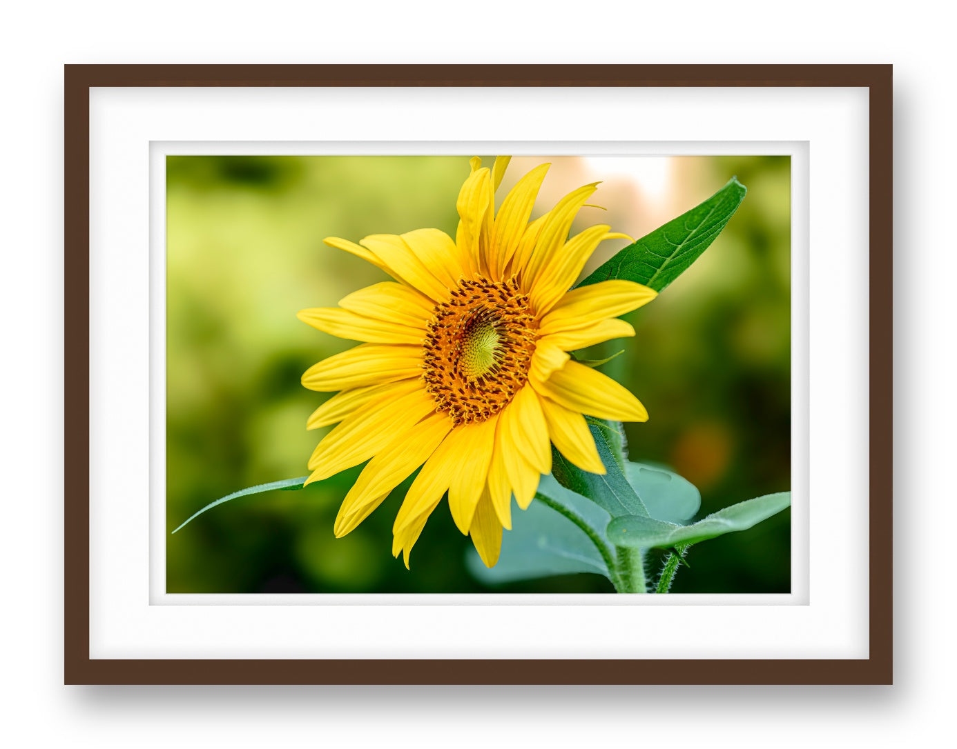 Petals of Gold printed on fine art paper, framed on a espresso frame and matted.