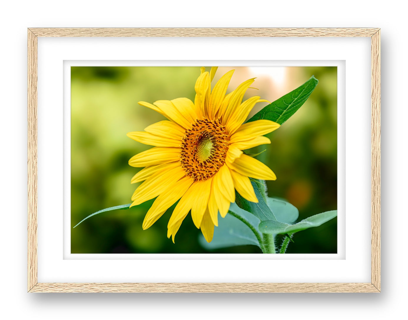 Petals of Gold printed on fine art paper, framed on a oak frame and matted.