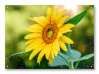 Petals of Gold - Sunflower printed on water resistant canvas and mounted on a waterproof frame.