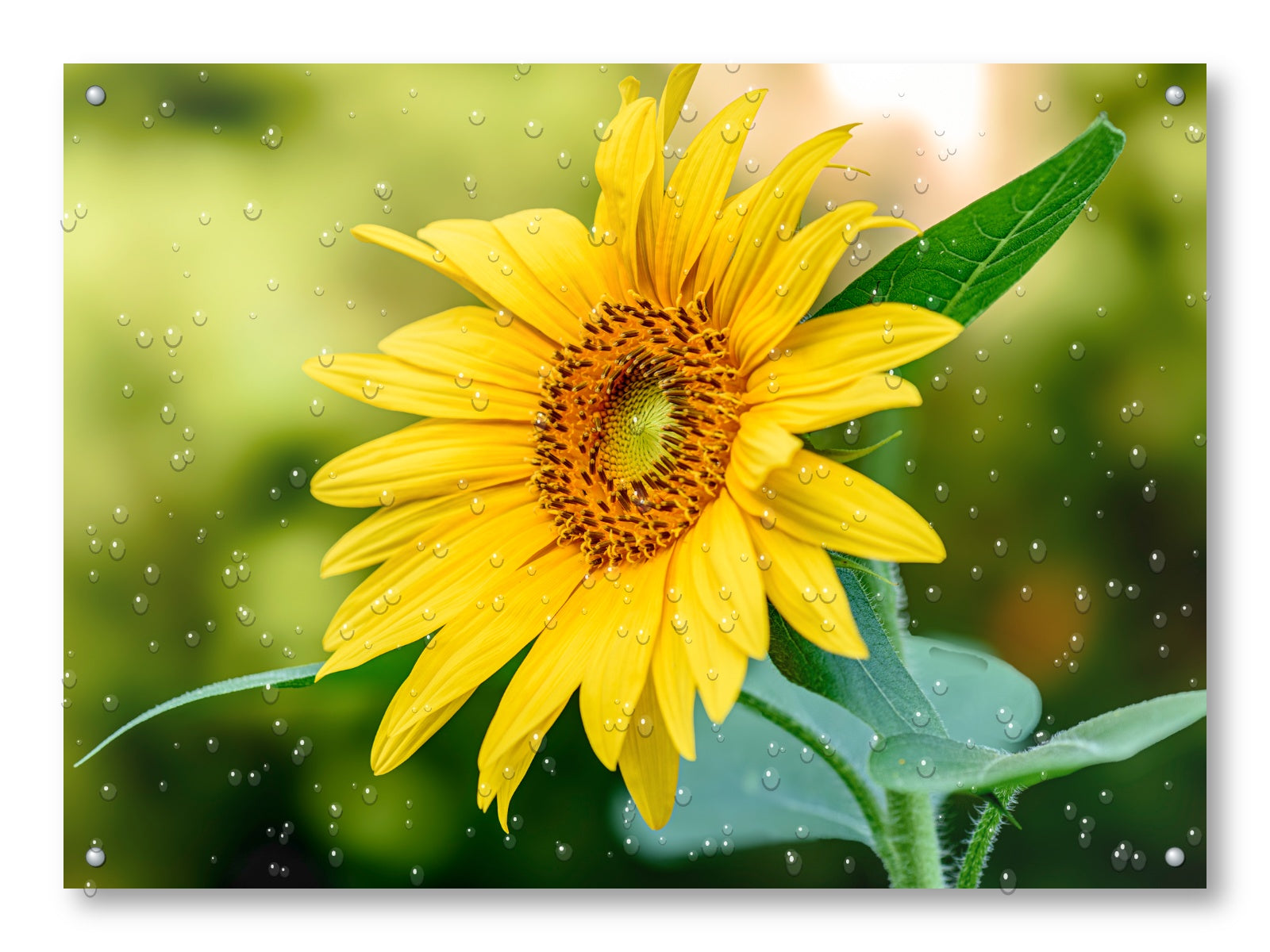 Petals of Gold - Sunflower printed on water resistant canvas and mounted on a waterproof frame.