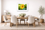 Petals of Gold - Sunflower printed on fine art paper, framed on a white frame and matted. Hung on a dining room wall.