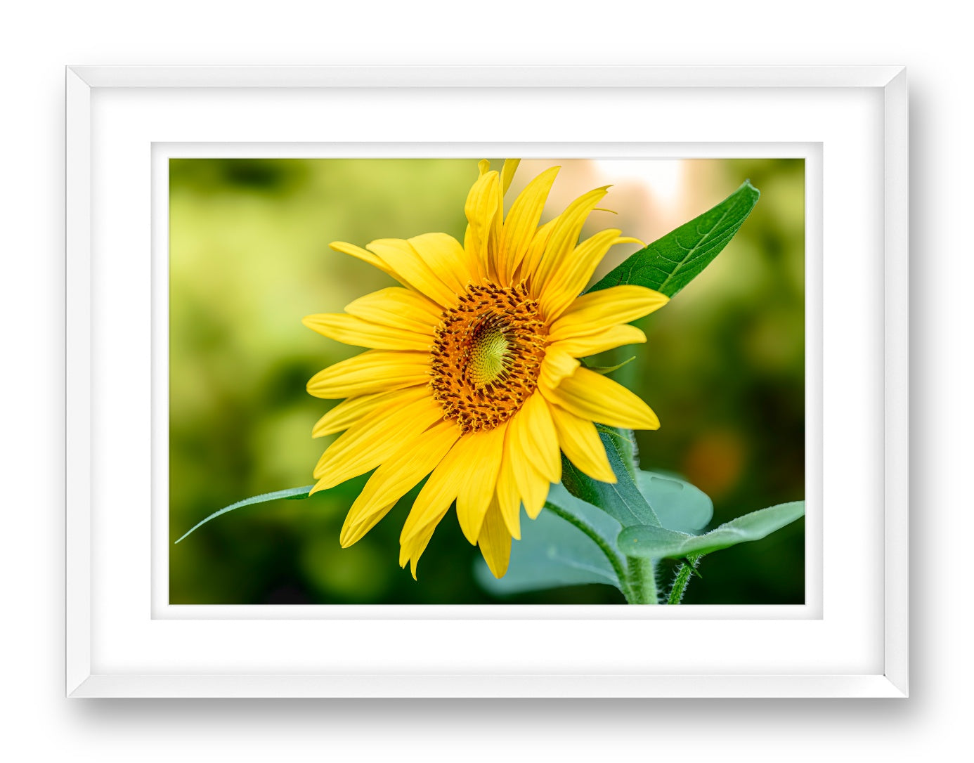 Petals of Gold printed on fine art paper, framed on a white frame and matted.