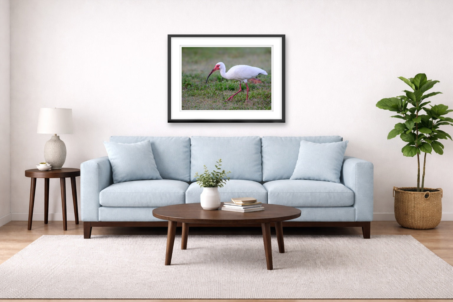 Ibis Walking in the Grass printed on fine art paper, framed on a black frame and matted and hung on a Living Room wall above a couch