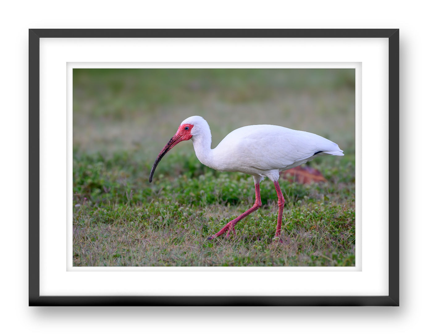 Ibis Walking in the Grass printed on fine art paper, framed on a black frame and matted.