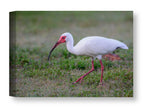 Ibis Walking in the Grass printed on water resistant canvas wrapped on a wood frame