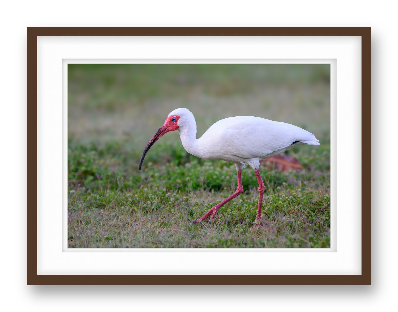 Ibis Walking in the Grass printed on fine art paper, framed on a espresso frame and matted.