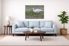 Ibis Walking in the Grass printed on aluminum metal with wall anchors. Hung on a living room wall.