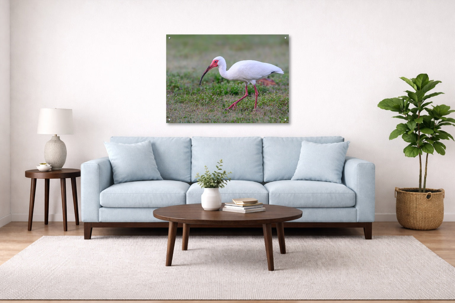 Ibis Walking in the Grass printed on aluminum metal with wall anchors. Hung on a living room wall.