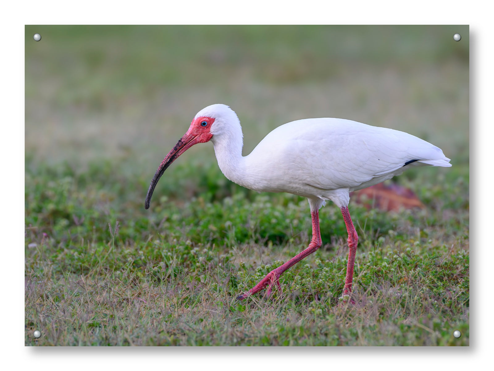 Ibis Walking in the Grass printed on aluminum metal with wall anchors.