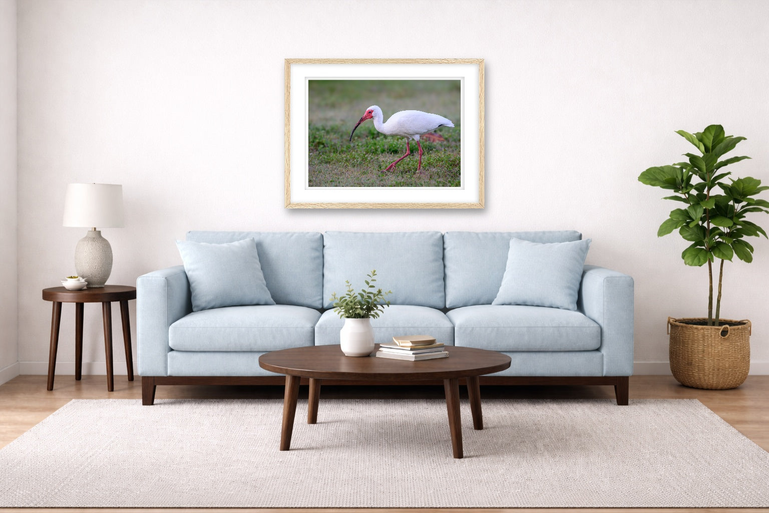 Ibis Walking in the Grass printed on fine art paper, framed on a oak frame and matted. Hung on a living room wall.