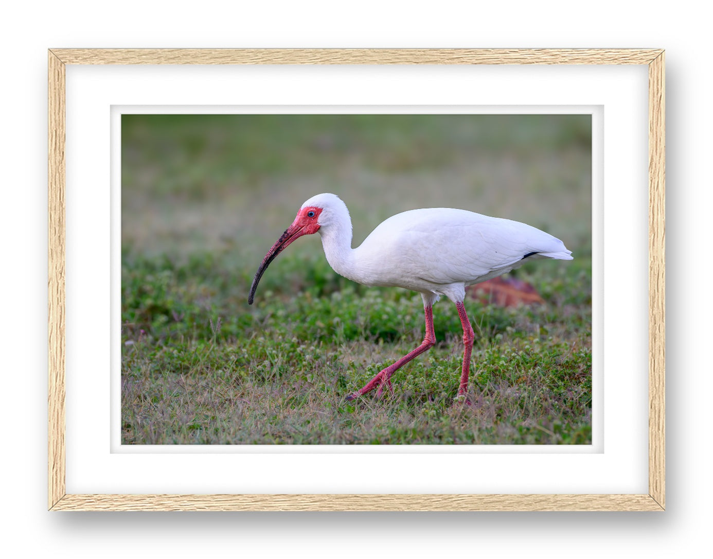 Ibis Walking in the Grass printed on fine art paper, framed on a oak frame and matted.