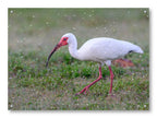 Ibis Walking in the Grass printed on water resistant canvas and mounted on a waterproof frame.