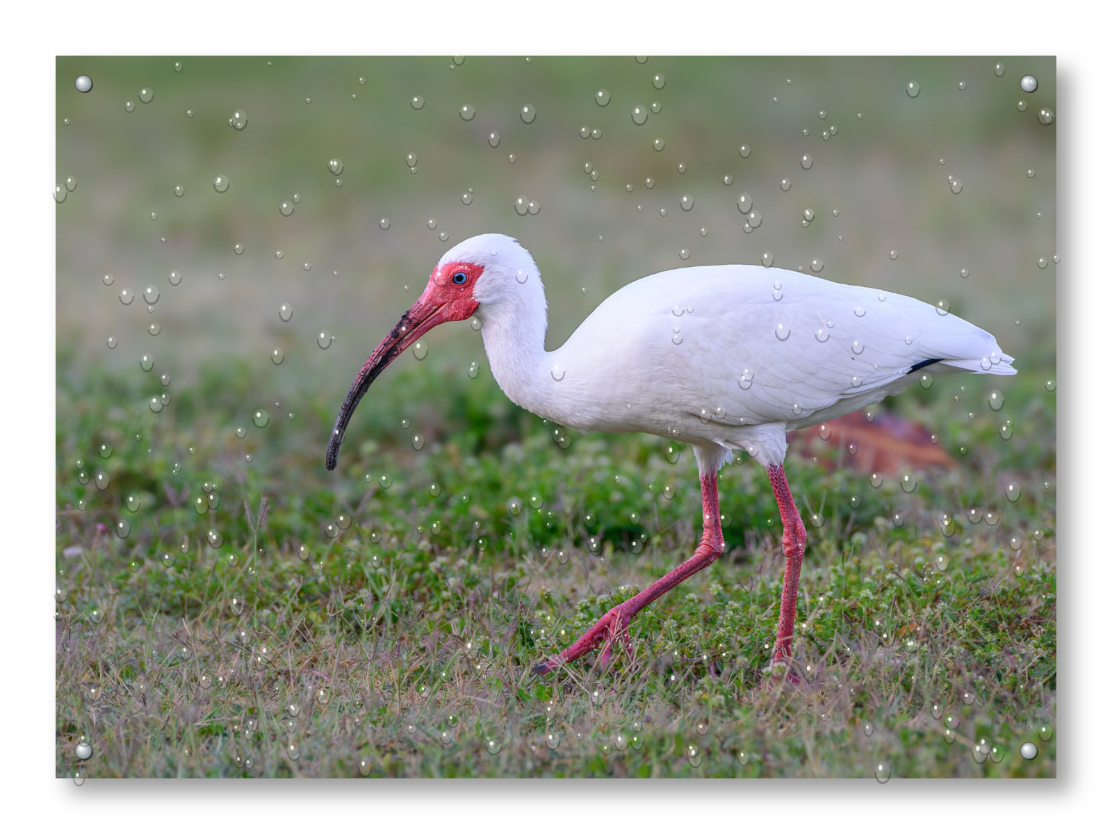 Ibis Walking in the Grass printed on water resistant canvas and mounted on a waterproof frame.