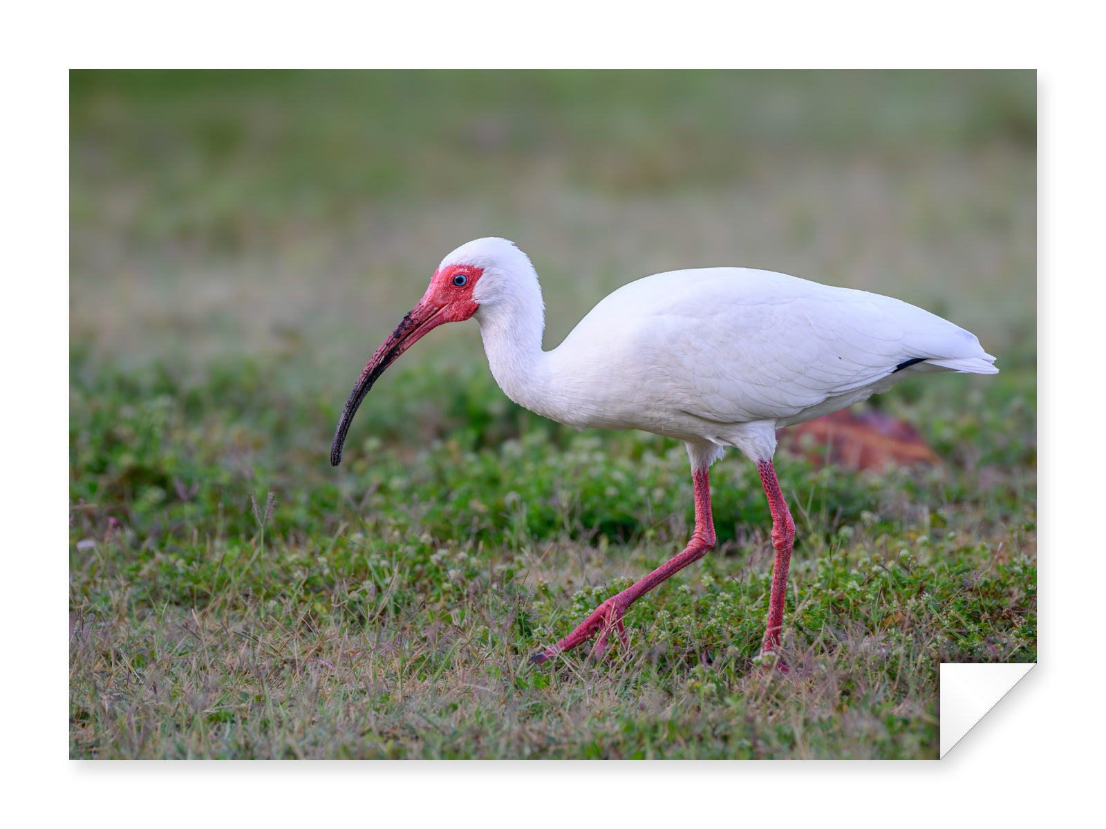 Ibis Walking in the Grass printed on fine art paper.