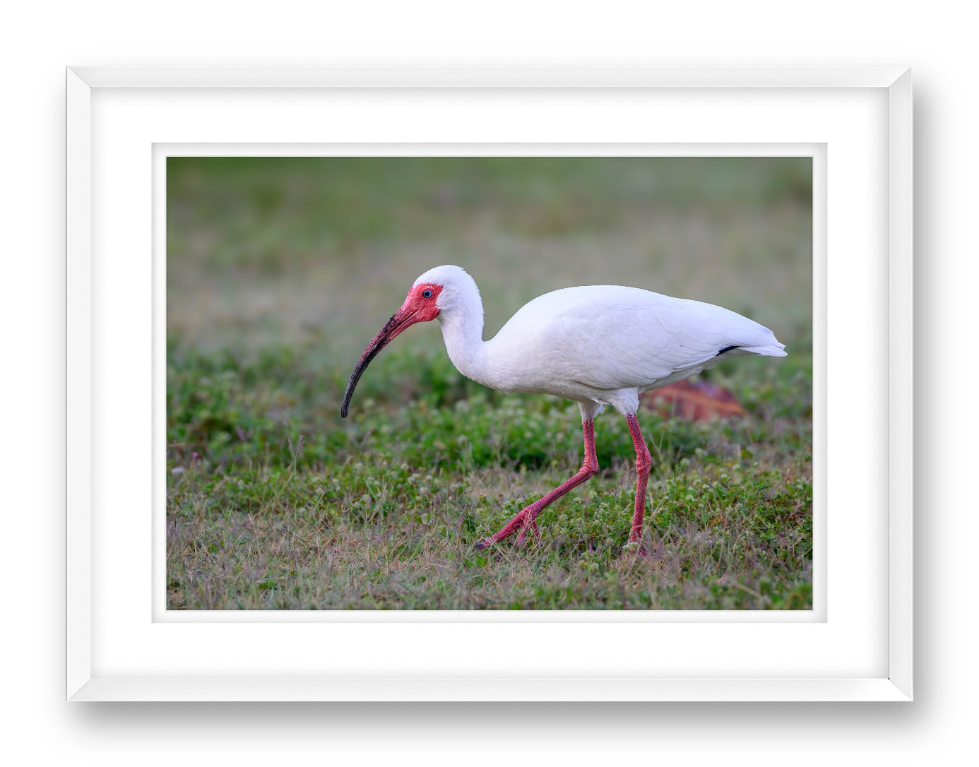 Ibis Walking in the Grass printed on fine art paper, framed on a white frame and matted.