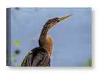 Patient Hunter - Anhinga printed on water resistant canvas wrapped on a wood frame
