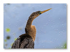 Patient Hunter - Anhinga printed on water resistant canvas and mounted on a waterproof frame.