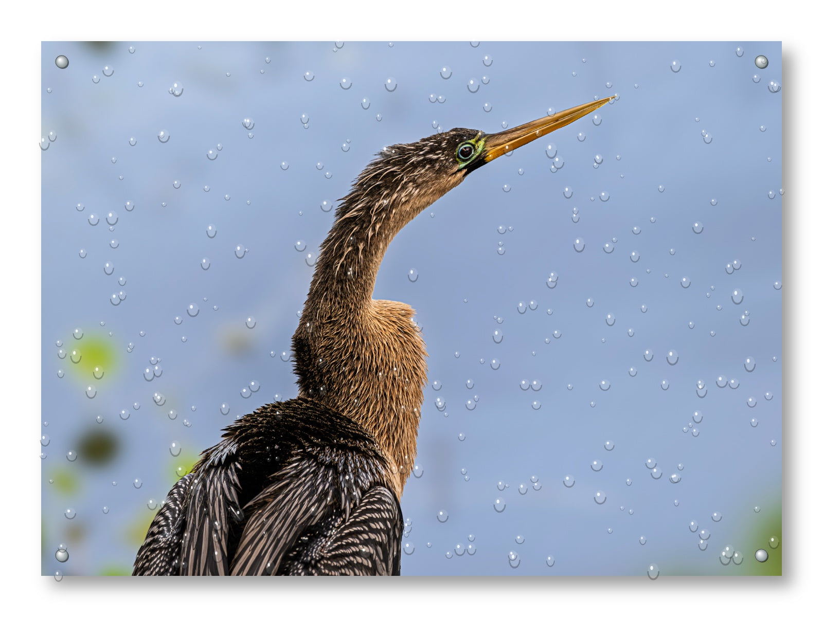 Patient Hunter - Anhinga printed on water resistant canvas and mounted on a waterproof frame.