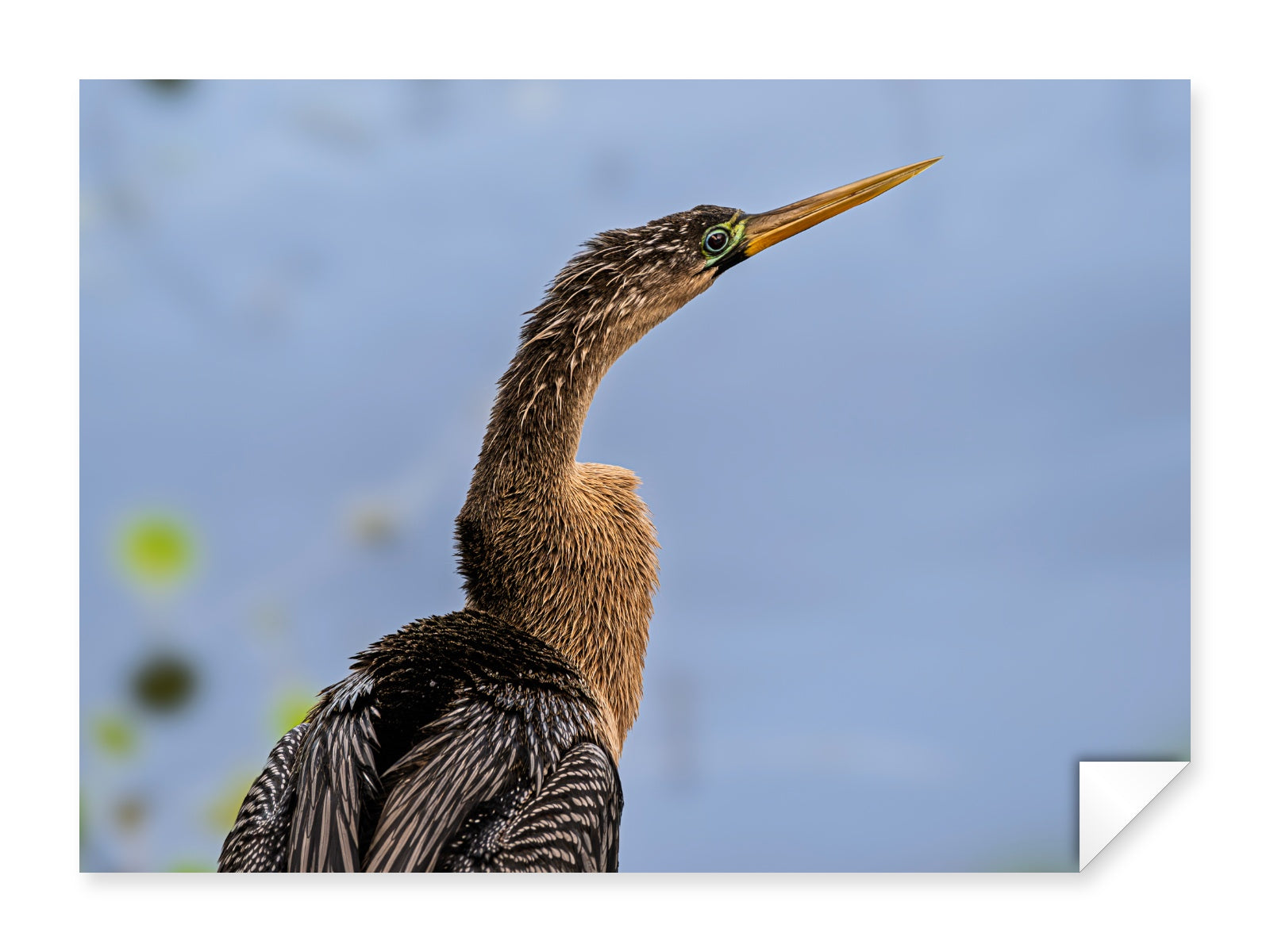 Patient Hunter printed on fine art paper.