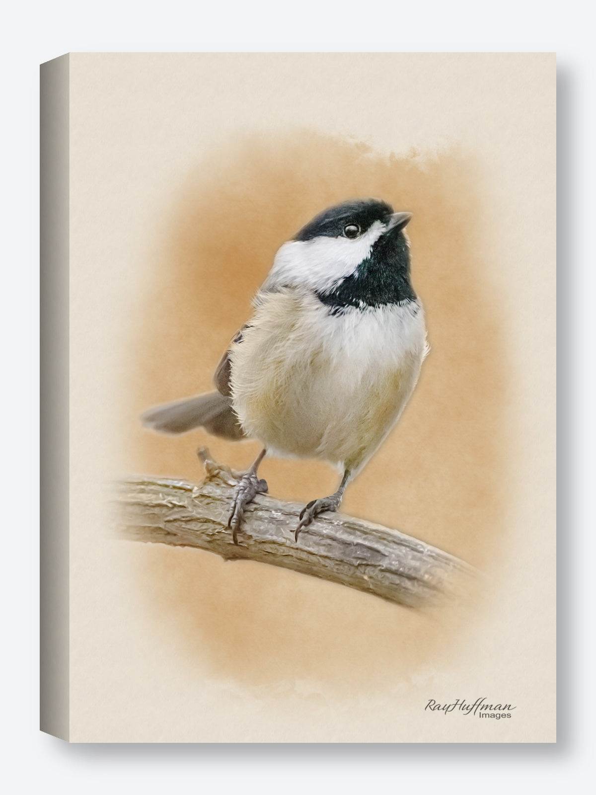 Chickadee - Watercolor Wall Art