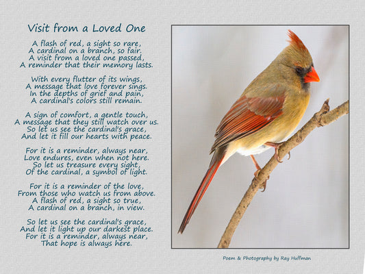 Visit from a Loved One (Female Cardinal)
