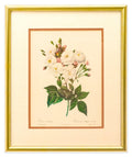 Rosa Noisettiana - Botonical Print - Framed Art