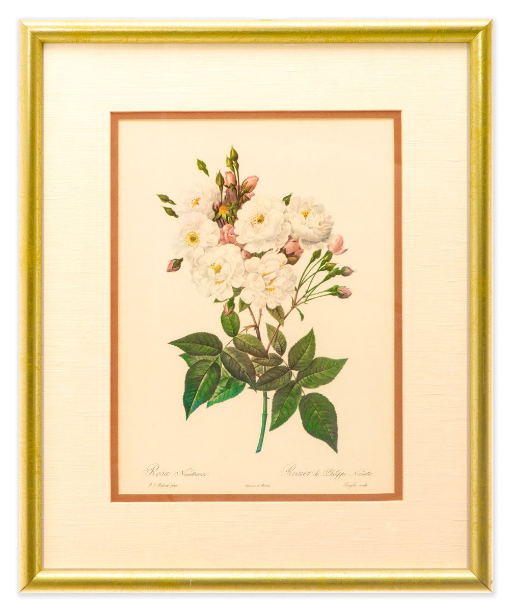 Rosa Noisettiana - Botonical Print - Framed Art