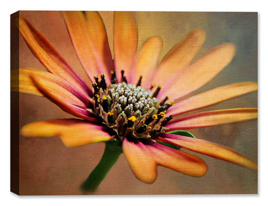 African Daisy on Canvas