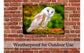Owl Photo - Outdoor Waterproof Print