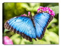 photograph of a blue butterfly printed on a canvas wrap