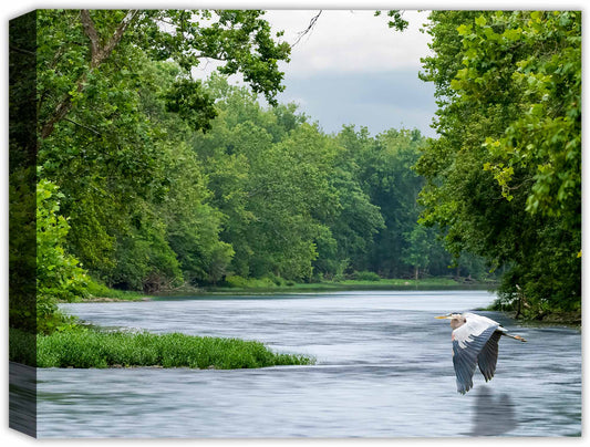 Blue Heron in Flight over a blue river and forest printed on a canvas wrap