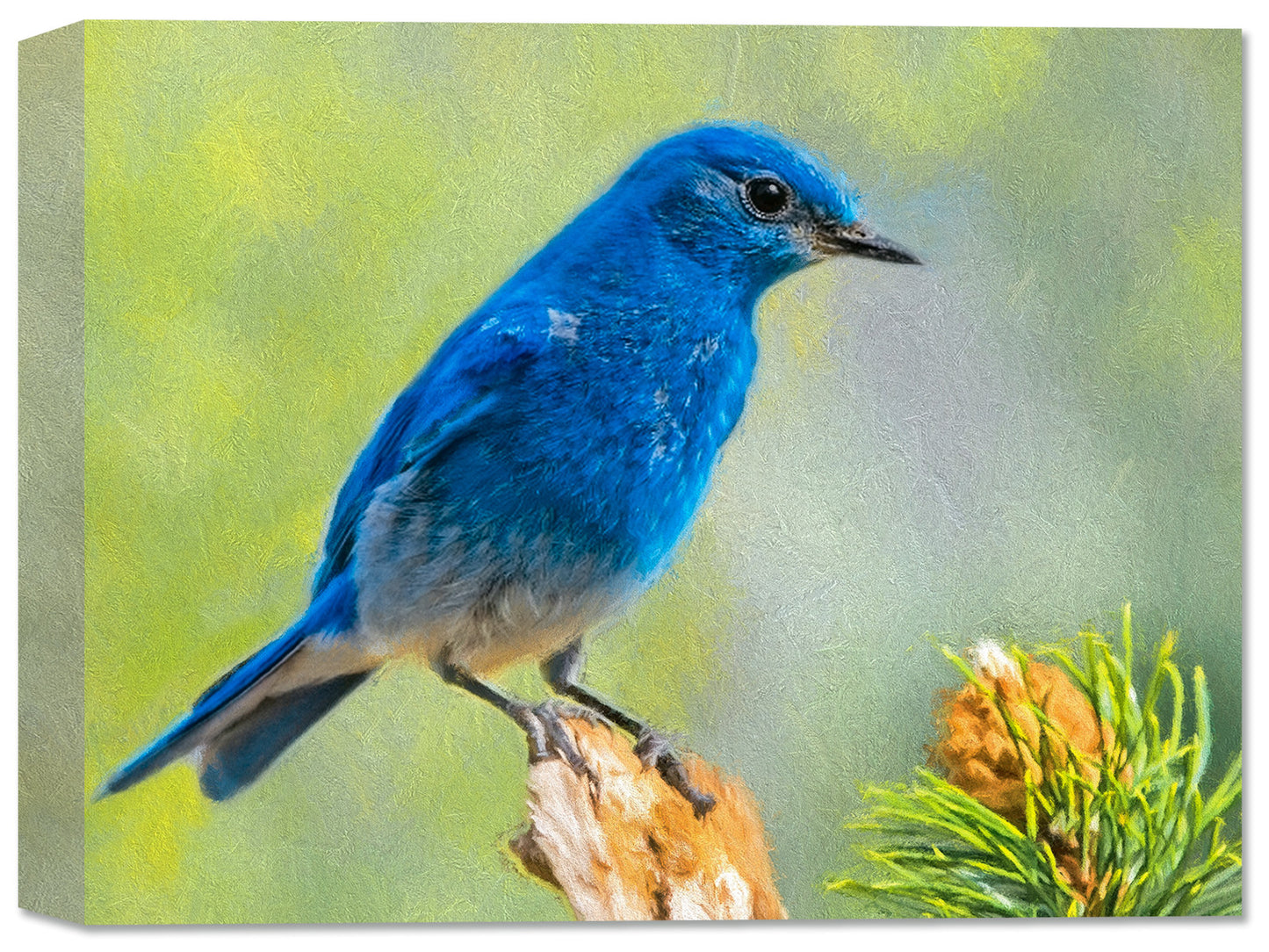 Blue Bird Fine Art Canvas Print - Canvas Art Plus