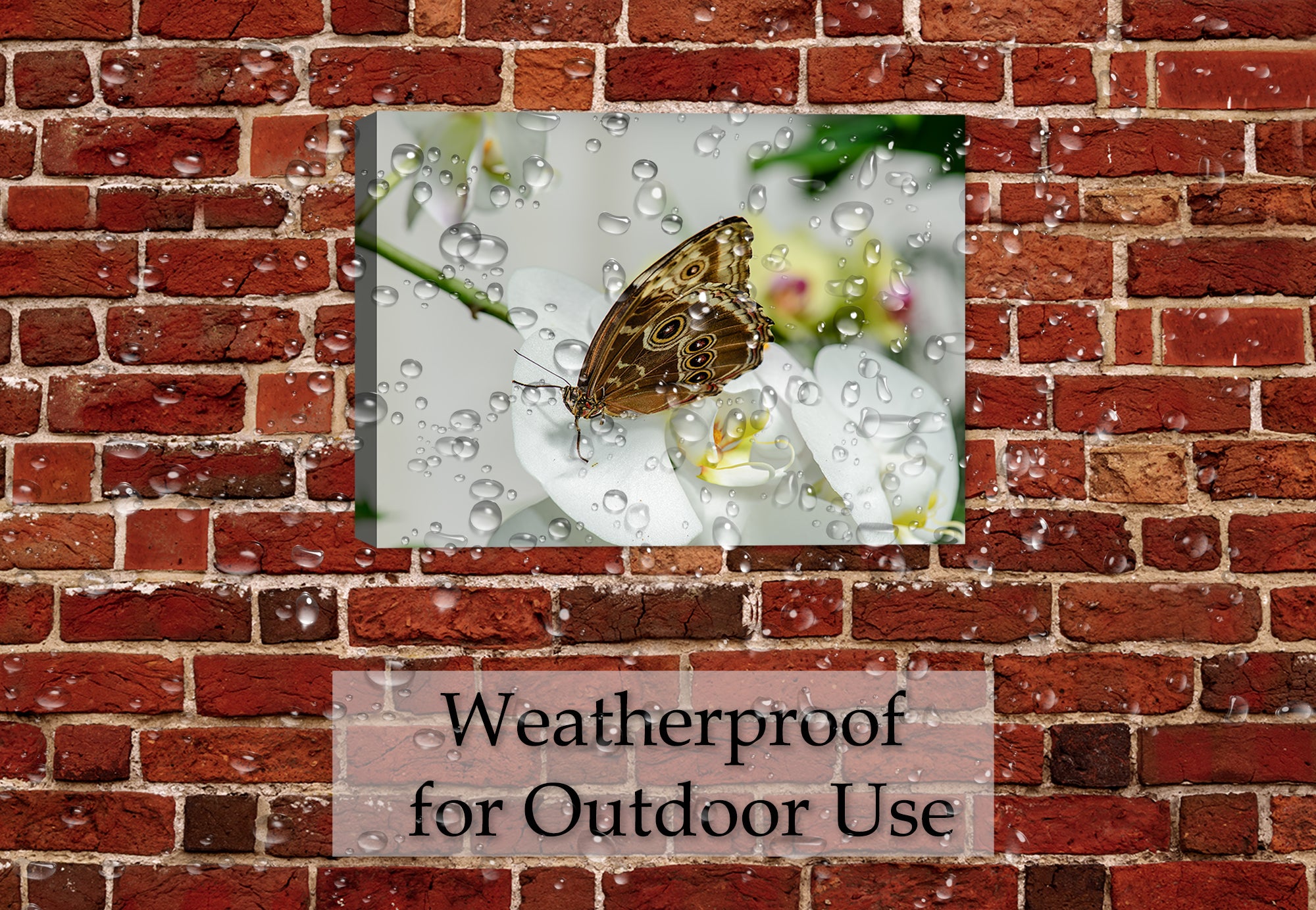 High Resolution of a  Monarch butterfly on a white orchid. Printed on Canvas - Hung on Outdoor Patio Brick Wall in the Rain - Waterproofed for Outdoor Use.