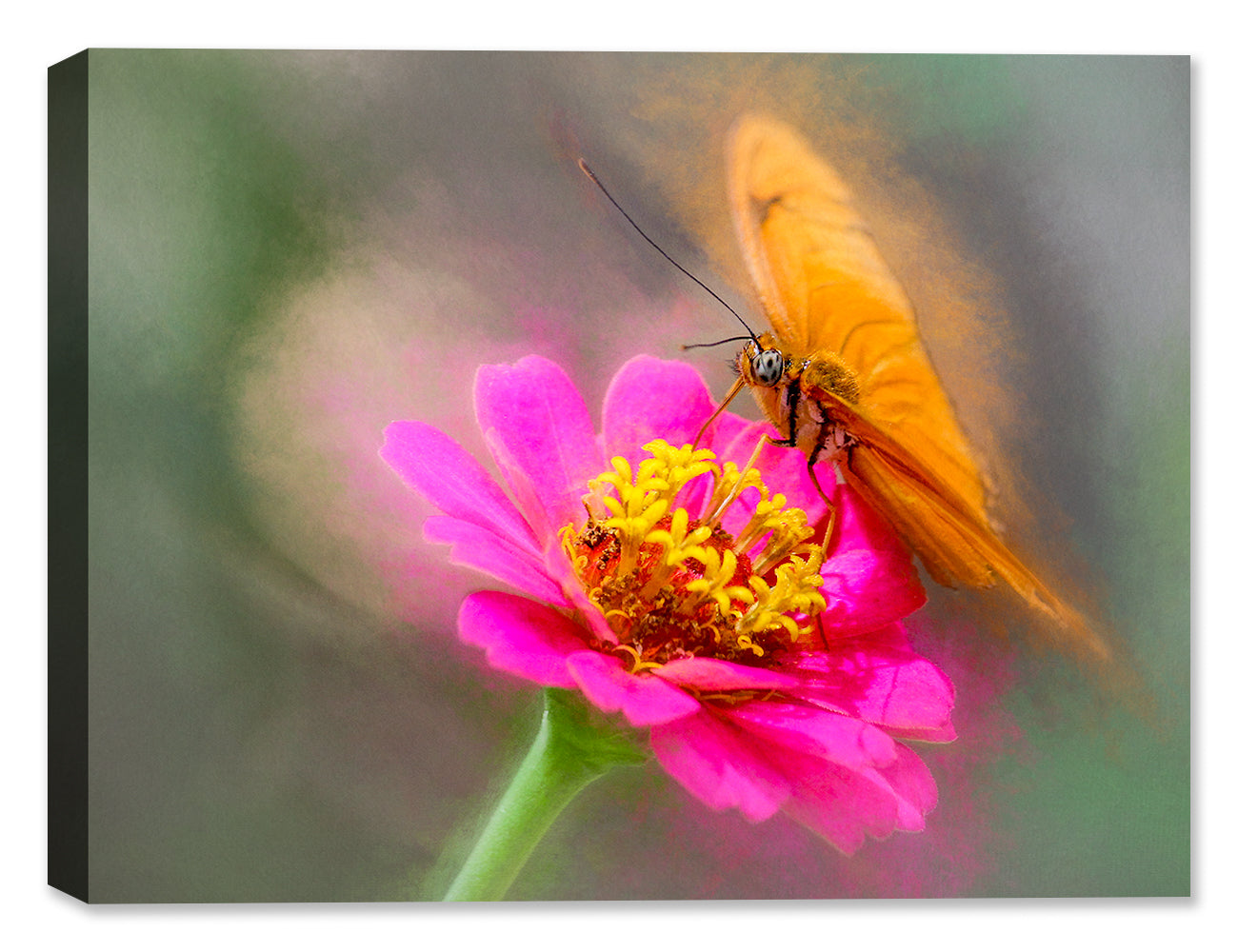 Photograph of a Butterfly on a Pink Flower on Canvas