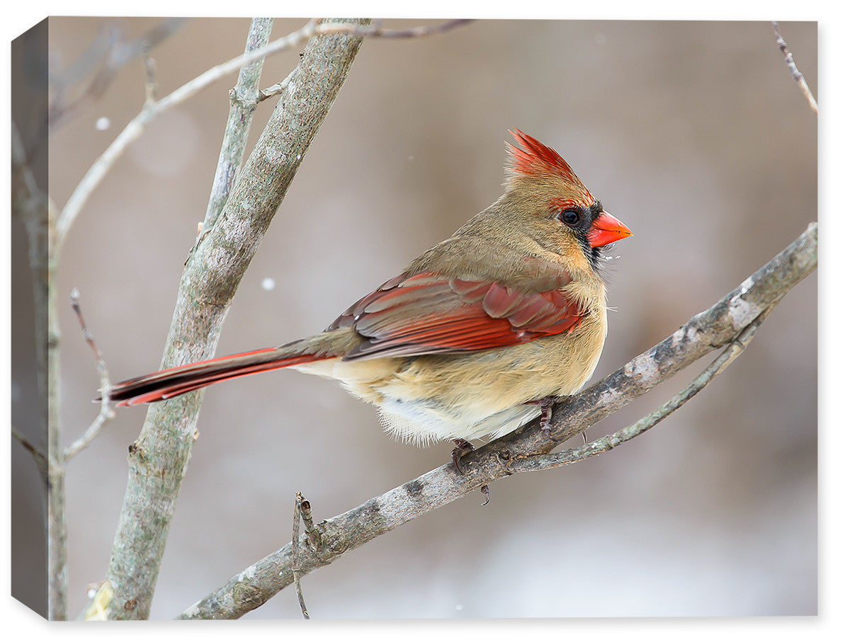 Cardinal - Female on A Branch Winter - Fine Art Canvas Print - Canvas Art Plus