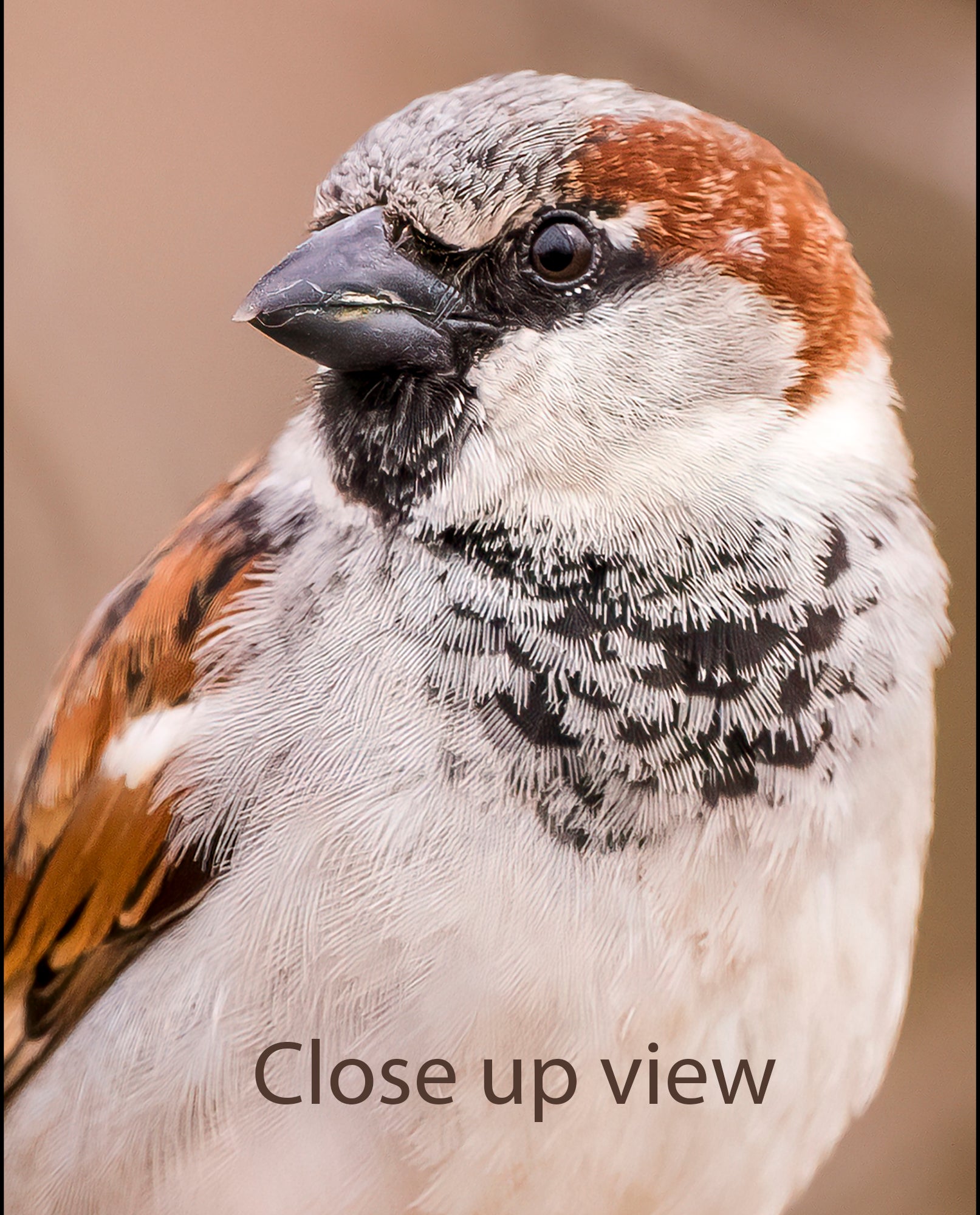 Close up of Male House Sparrow